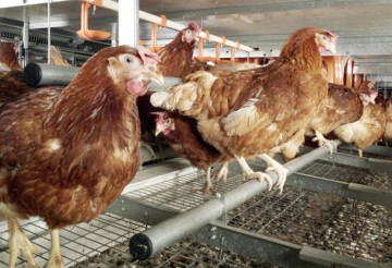 Agroland trece de la furaje la carne de consum